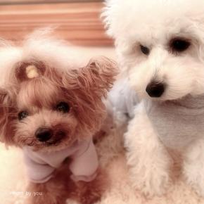 bebe&coco - ̗̀〇ᨒ. 今年もよろしくお願いします