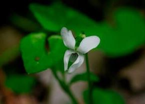 羽村草花丘陵散策から 2024年4月29日