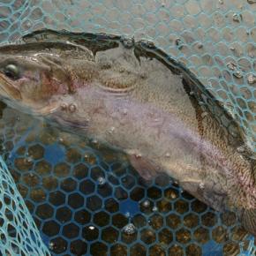 7/8 大型乱舞！ ～フィッシングパーク高島の泉～ Lesson 37