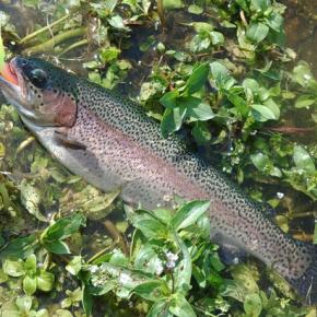 8/21 竿が折れ、イトウが釣れた ～フィシングパーク高島の泉～ Lesson 44