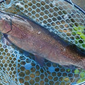 9/18 いいサイズが釣れてくれました ～フィシングパーク高島の泉～ Lesson 47