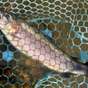 6/7 なぜだかあまり釣れなかったフィッシングパーク高島の泉 Lesson 32