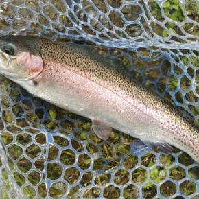 7/10 がら空きのフィッシングパーク高島の泉 Lesson 38