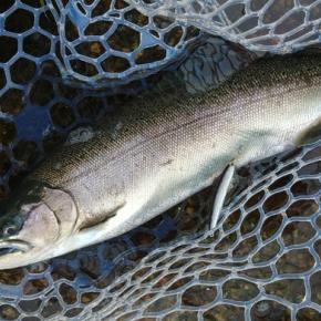 7/18 サクラマスは不発気味だったけど楽しめたフィッシングパーク高島の泉 Lesson 39