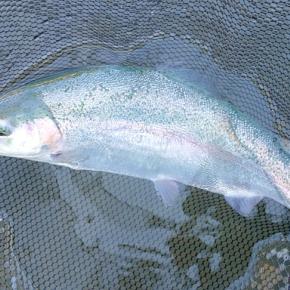 12/5 放流日の天竜川ルアーフライテンカラ専用区 Lesson 63