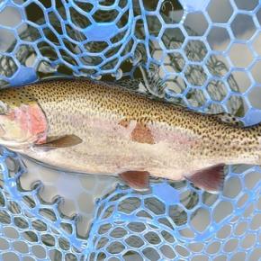 12/23 シビアなアタリを掛ける ～岡崎トラウトポンド～ Lesson 68