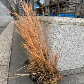 オサンポ walk - 植物plant : スキマ草 Sukima-soh---ここはだめ it is banned