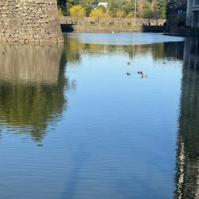 オサンポ walk - 鳥bird : 白鳥 the swan