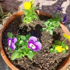 可哀相になりたくない