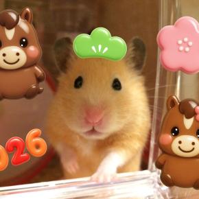 何だかんだ元旦 2026