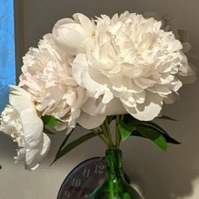 梅雨入り前の花盛りと親のこと