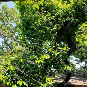 やっと仕事始めて二日でダウンする