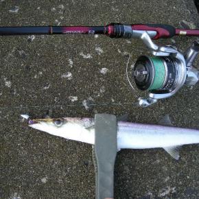 7月の釣果 カマス