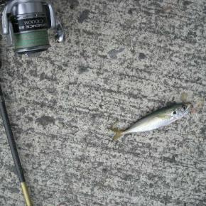 秋イカやらアジやら