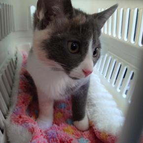 おてんば娘、末っ子になる～フェイクのお届け♪