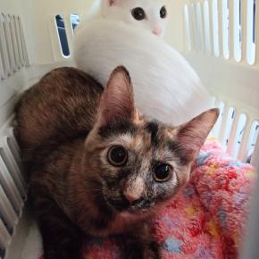 正統派＆個性派兄妹～コンス＆セレネのお届け♪