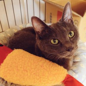 明日は2025FINAL！～譲渡条件のお話など。