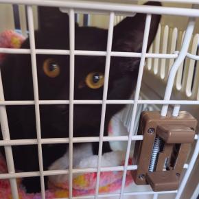 社交性抜群のイケメン巣立つ！～トリスタンのお届け♪