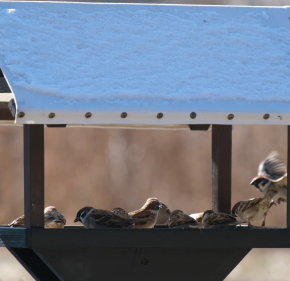 スズメさん、食事中
