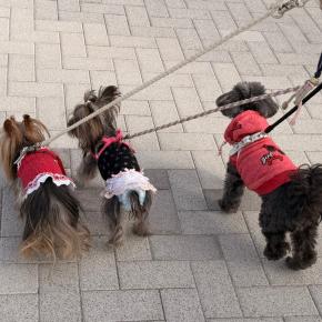 シーテラス散歩のあとはトリミングへ