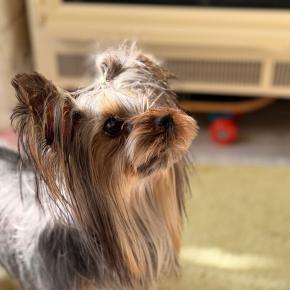 お正月の予定とちびこの言葉の理解