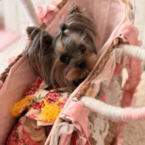 乱れた姿で、、、2026年