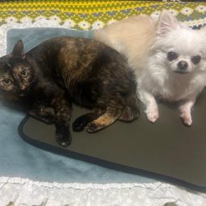 2/22のホテルさん⸜❤︎⸝猫の日