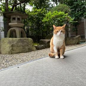 蛸哉物語とアライグマ