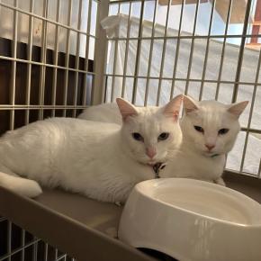 くりりときりり 里親様募集中