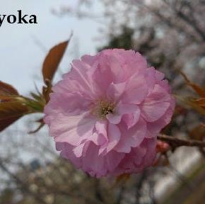 植樹した人に知らせたいわ～（知らん人けど）