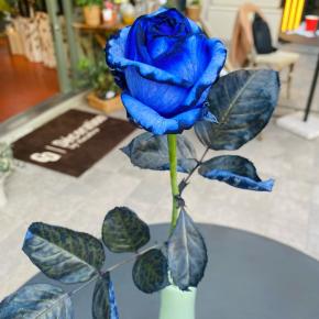 【デビューの時】ついにプログレスの月が7ハウスに入りました。