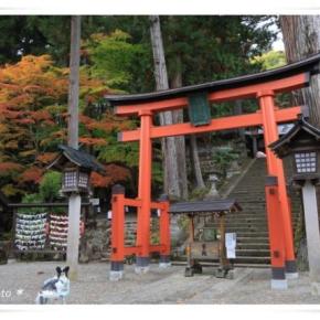 紅葉のタイミングって難しい ⑤