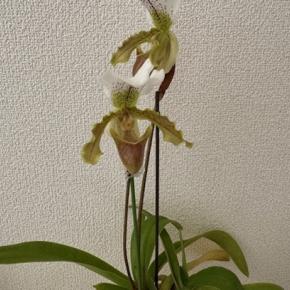 ランが久しぶりに咲きました