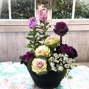 寄せ植えにして販売④