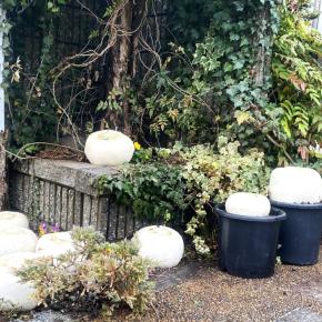 春には「カブ」の花