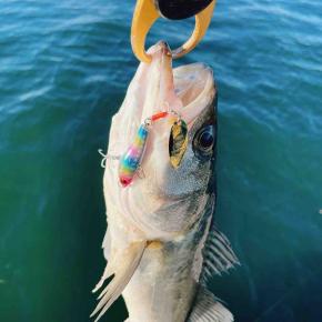 【釣り納め】通常モードに戻りました