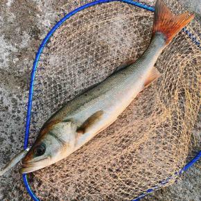 新年ホゲまして、明けまして