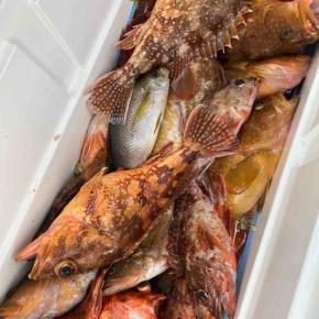 5月のSLJは高級根魚大祭