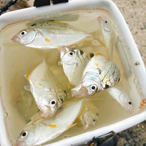 不穏のヒイラギング。