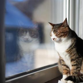 お正月風景(ネコ4)