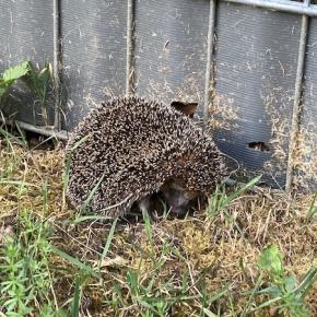 明るい陽の中の針ボール