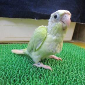 ウロコインコ ムーンチーク 38日齢