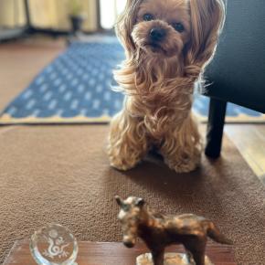 【年末年始備忘録①】干支飾り引き継ぎ式、初詣、初日の出…2026年始まります‼️