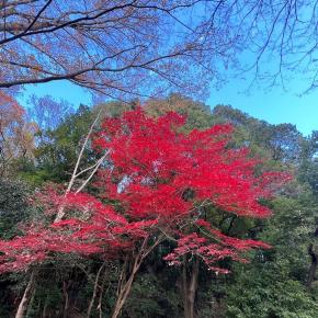 移り行く四季の妙。日本ならでは。これも12月