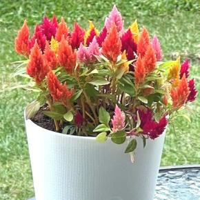 ケイトウ 2週間後。もやしっ子も根性をみせた？