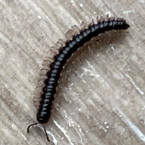 満月の今日この頃。虫の皆様、いかがお過ごしでしょうか？（ヤスデの写真があります）