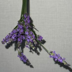 ラベンダー、 プランターで花は咲いたが、あまり奇麗に咲かない