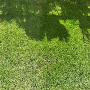 冬の間、芝を緑にするために色をつける