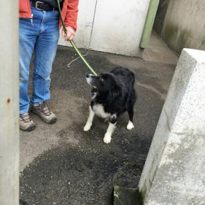 熊本県動物管理センターには多数の犬・猫が新しい家族を待ってます 支援物資お願い致します！