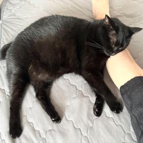 猫の足枕に成功した朝